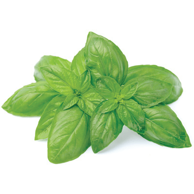Basil
