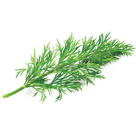 Dill
