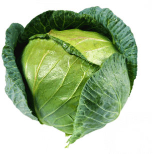 Cabbage Drumhead Whole