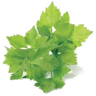 Coriander