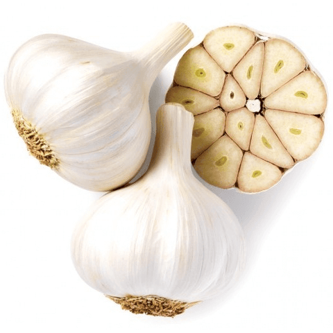 Garlic Bulb