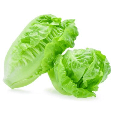 Lettuce Baby Cos (Twin Pack)