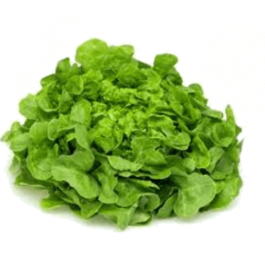 Lettuce Hydroponic Green Oak