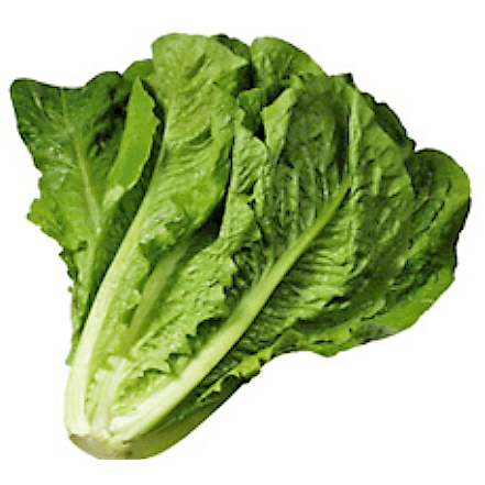 Lettuce Cos