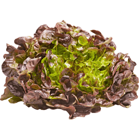 Lettuce Hydroponic Red Oak