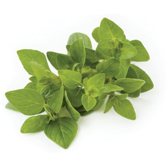 Oregano