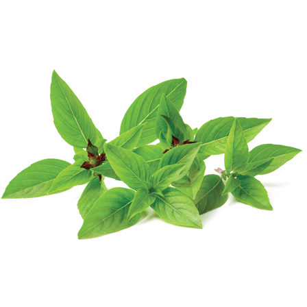 Thai Basil